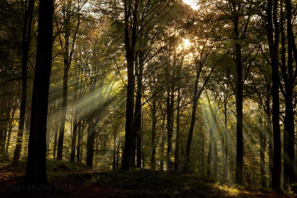 Forest sunlight
